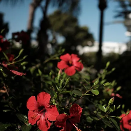 Prinsotel La Pineda Lägenhetshotell