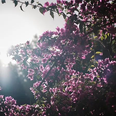 Prinsotel La Pineda 4* Cala Ratjada (Mallorca)