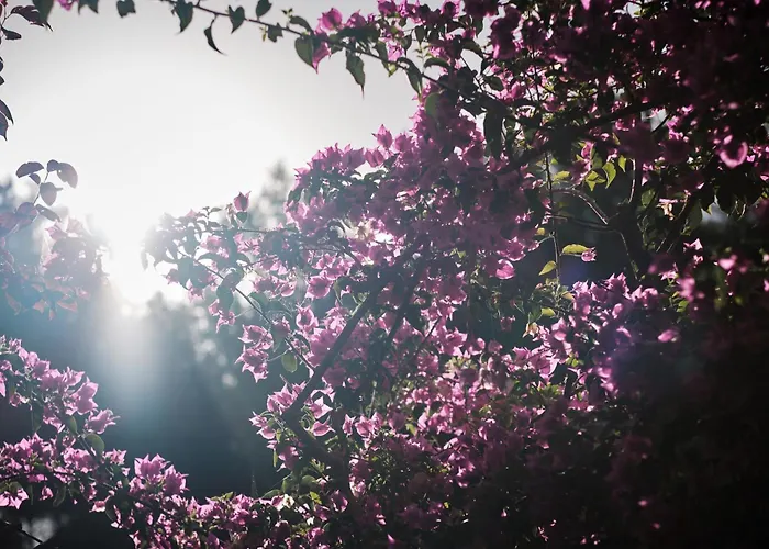 Prinsotel La Pineda 4* Cala Ratjada (Mallorca)